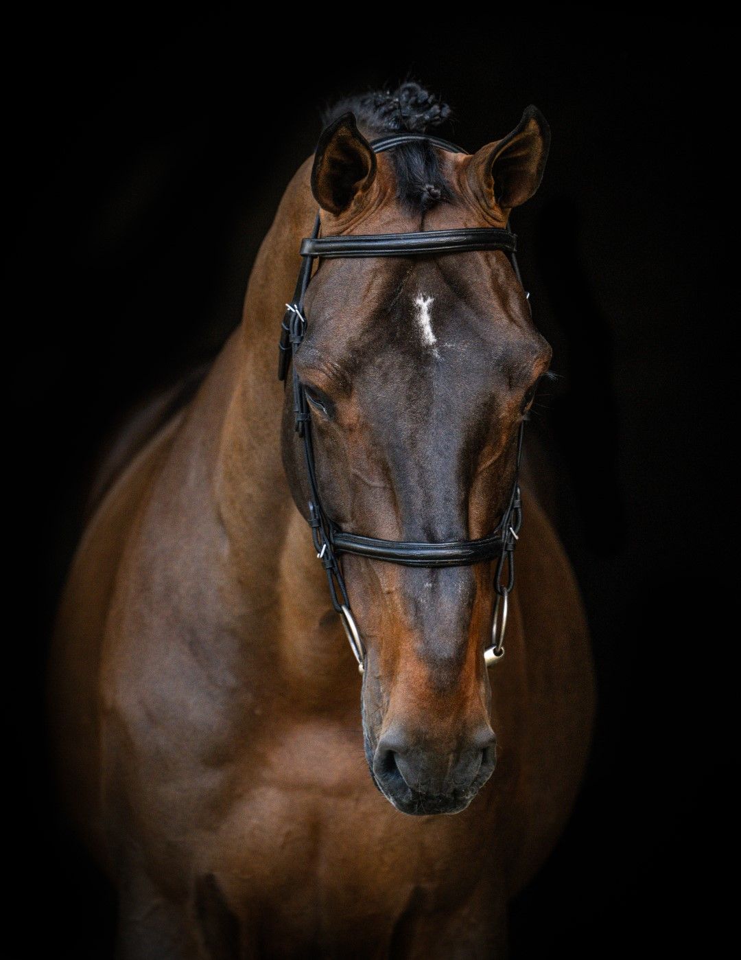 JENSON VAN'T MEULENHOF Z - UNLIMITED CAPACITY! | Studfarm Zangersheide